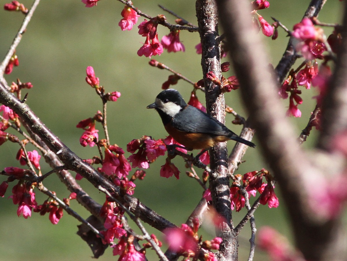 Chestnut-bellied Tit - 羅 美玉