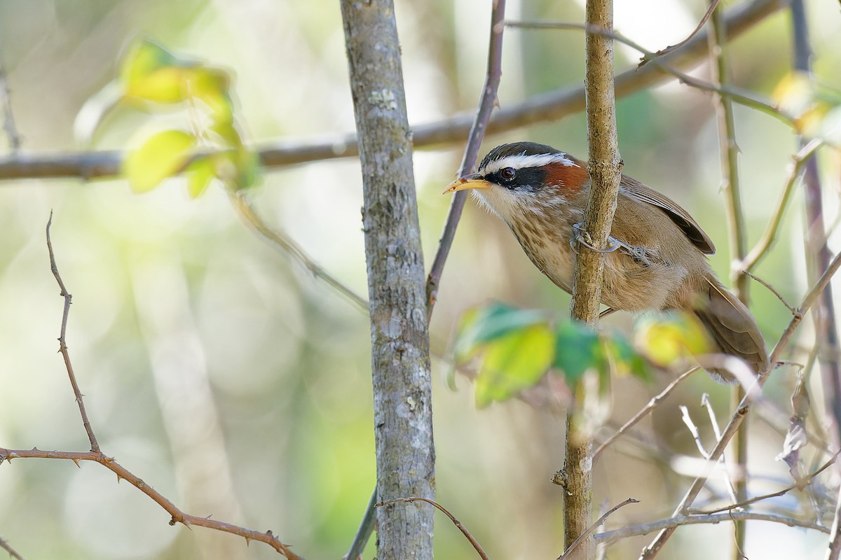 Streak-breasted Scimitar-Babbler - ML302942141