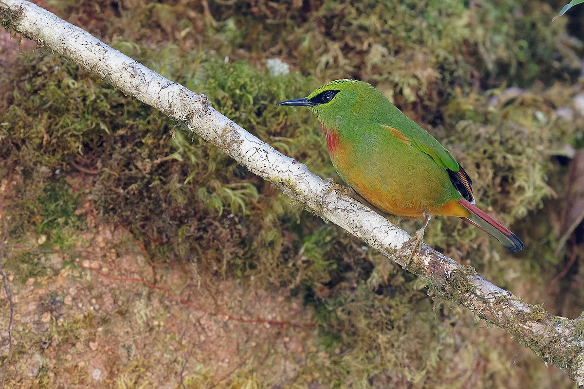 Fire-tailed Myzornis - ML302942201