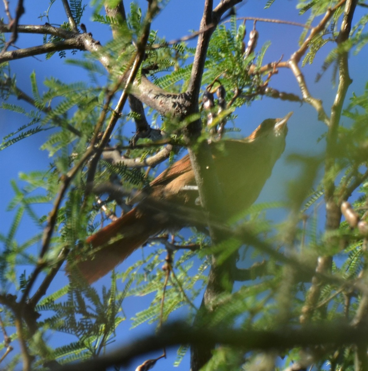 Chaco Earthcreeper - Silvina Mariana Verón