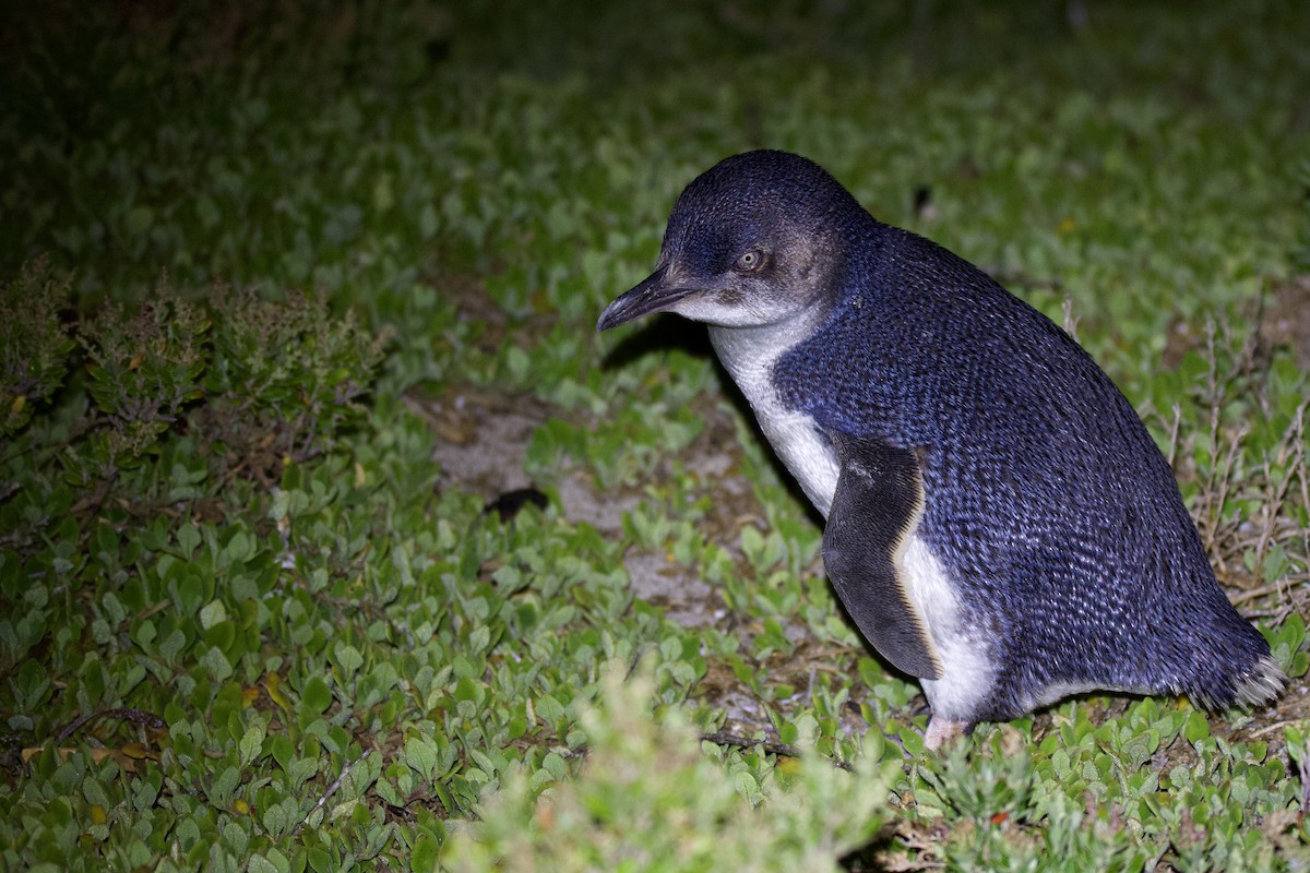 コビトペンギン - ML302943461