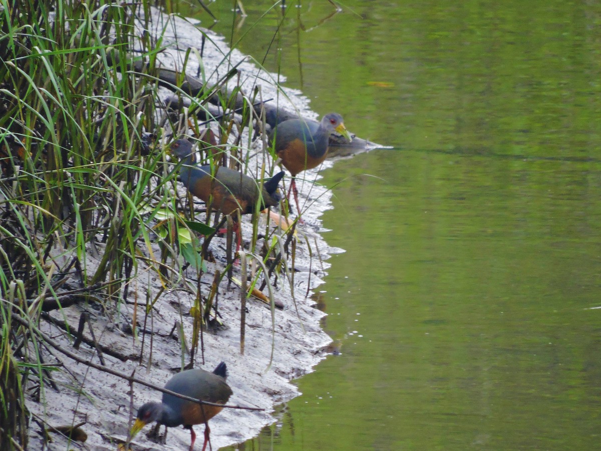 Gray-cowled Wood-Rail - Fabio Barata