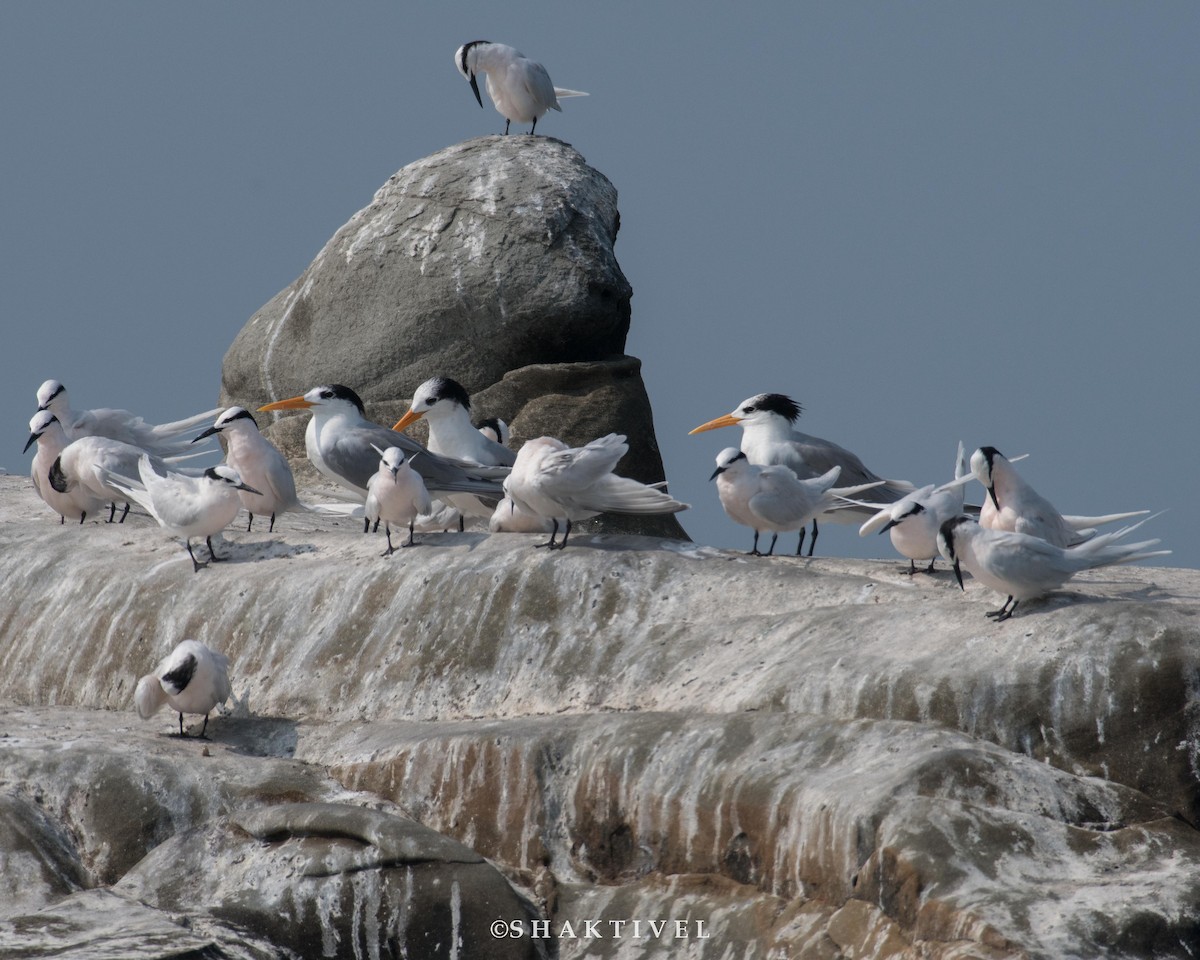 Black-naped Tern - Shakti - Tribesmen.in