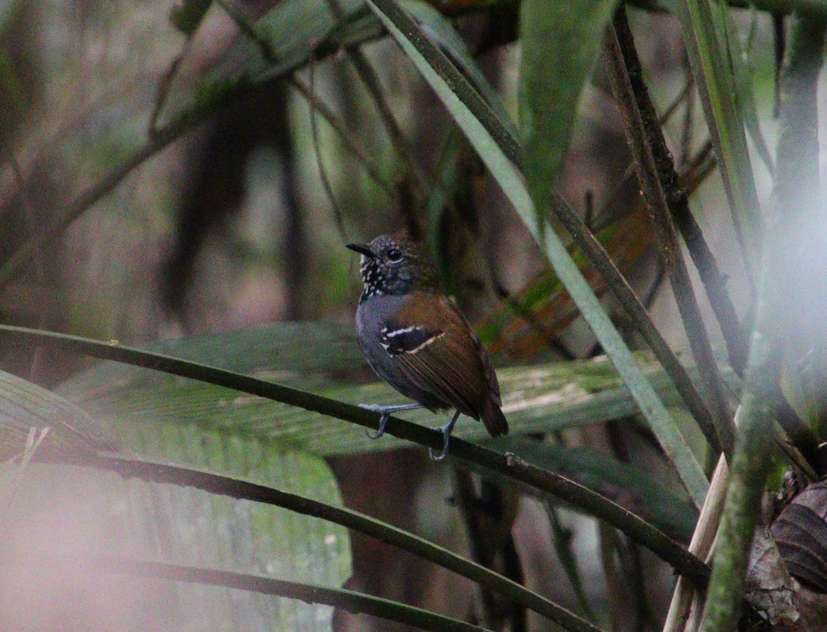 Star-throated Antwren - ML302946841