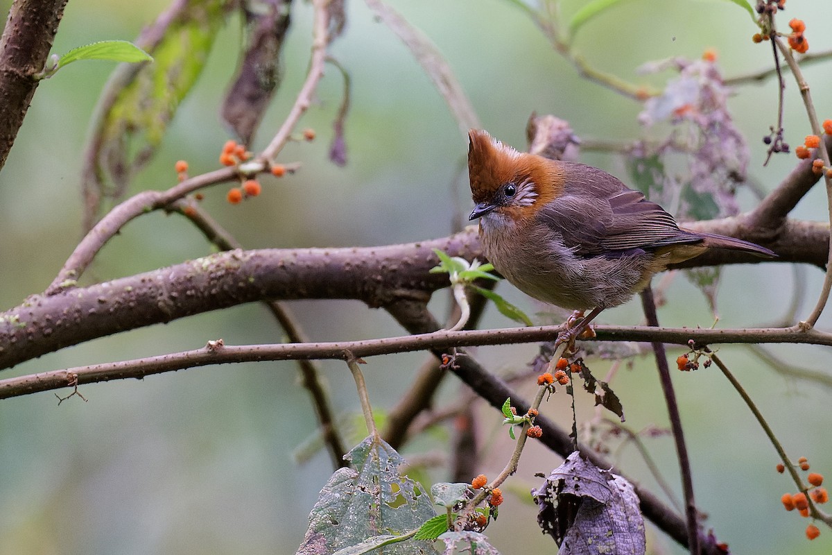 White-naped Yuhina - Vincent Wang