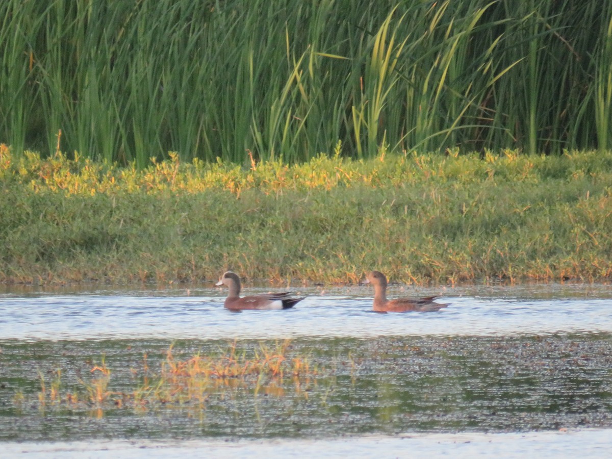 American Wigeon - ML302948301