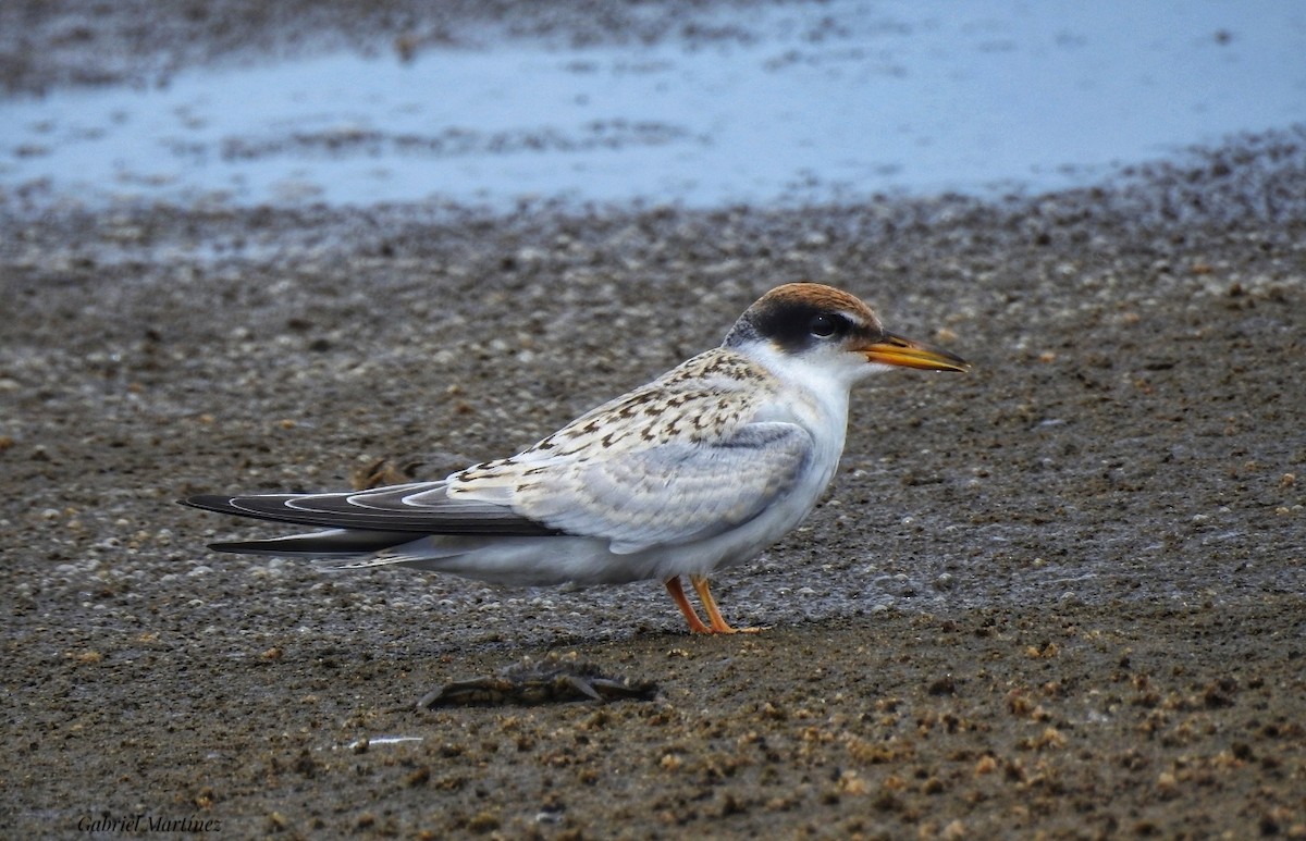 Yellow-billed Tern - ML302950331