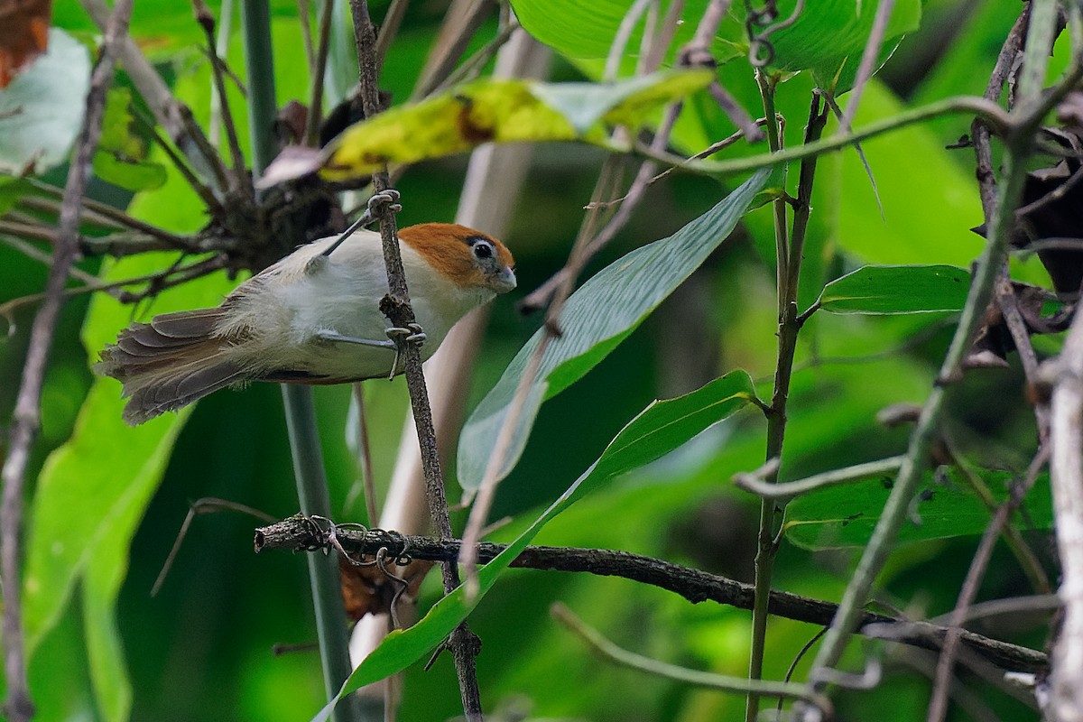 Pale-billed Parrotbill - Vincent Wang