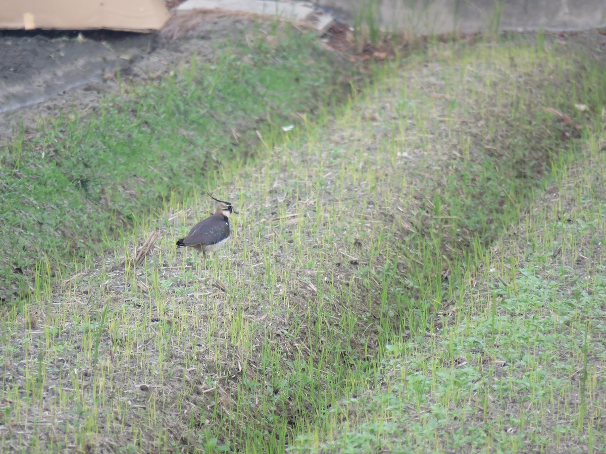 Northern Lapwing - ML302950631