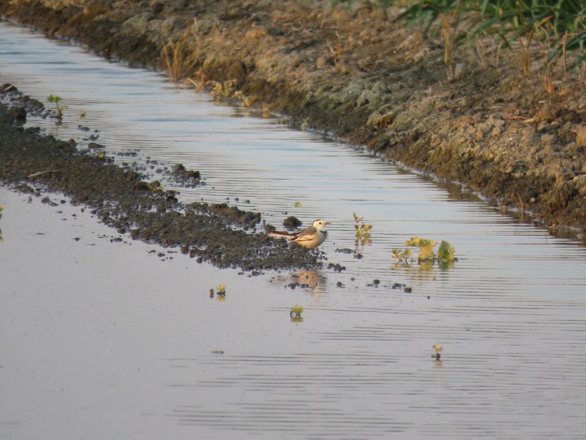 White Wagtail (Chinese) - ML302951871