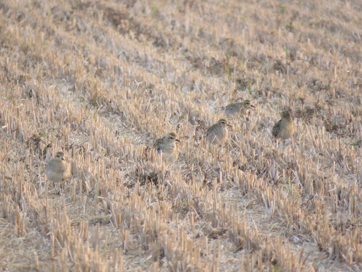 Pacific Golden-Plover - ML302952081