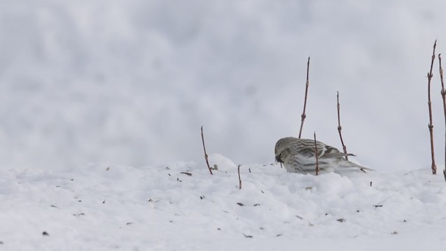 Hoary Redpoll - ML302952381