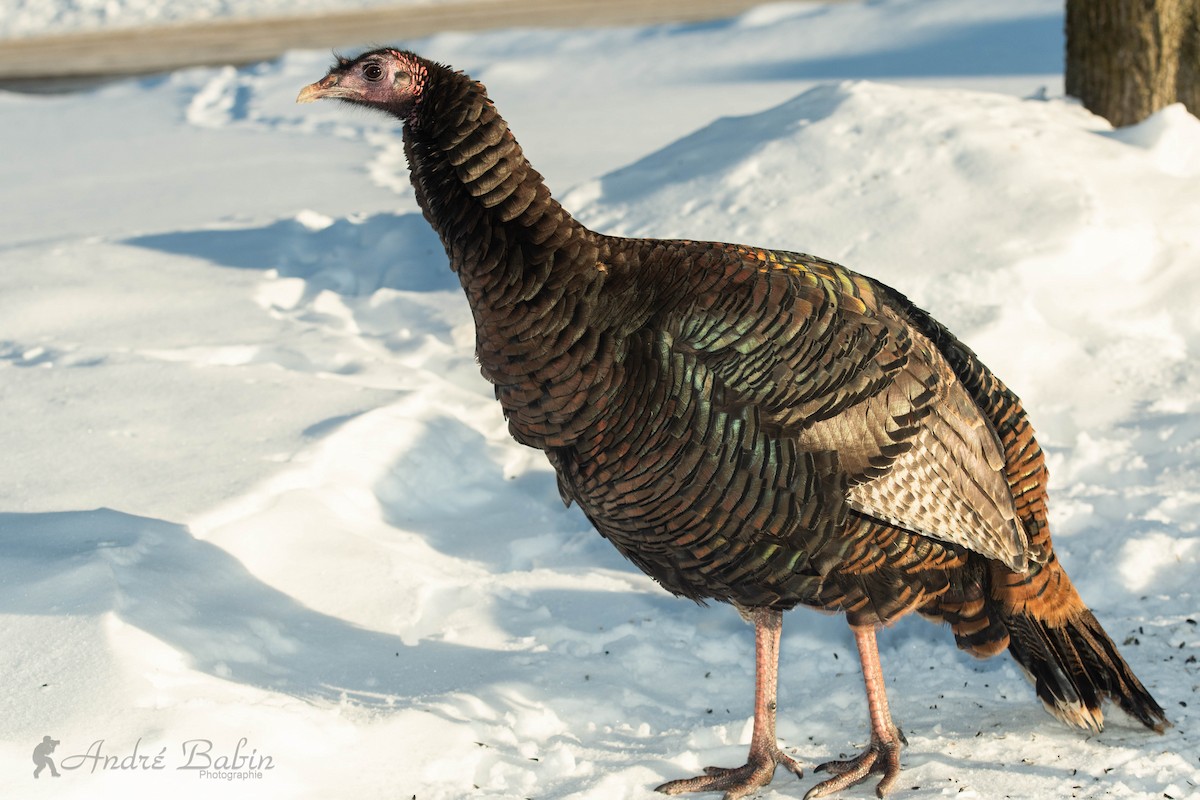 Wild Turkey - ML302952611