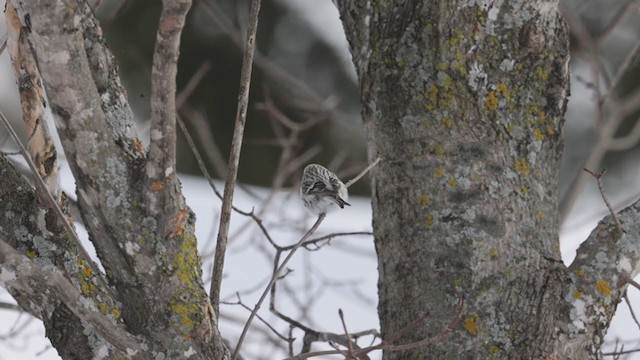 Hoary Redpoll - ML302952721