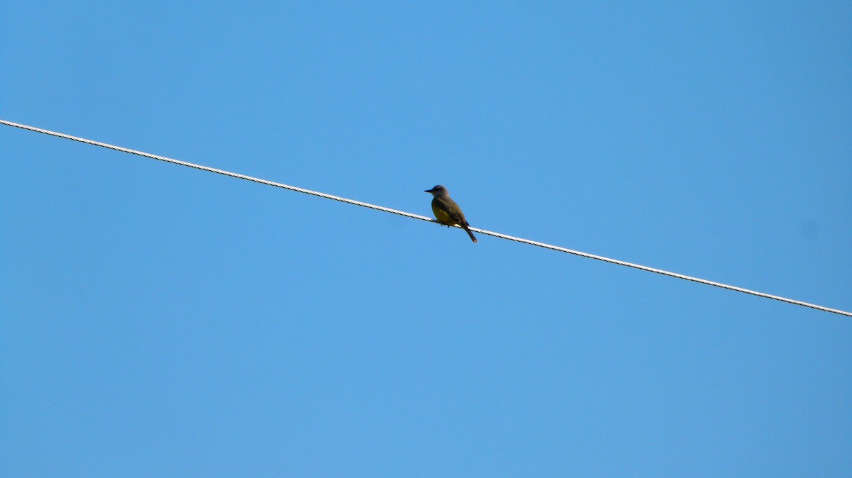 Tropical Kingbird - ML302956021