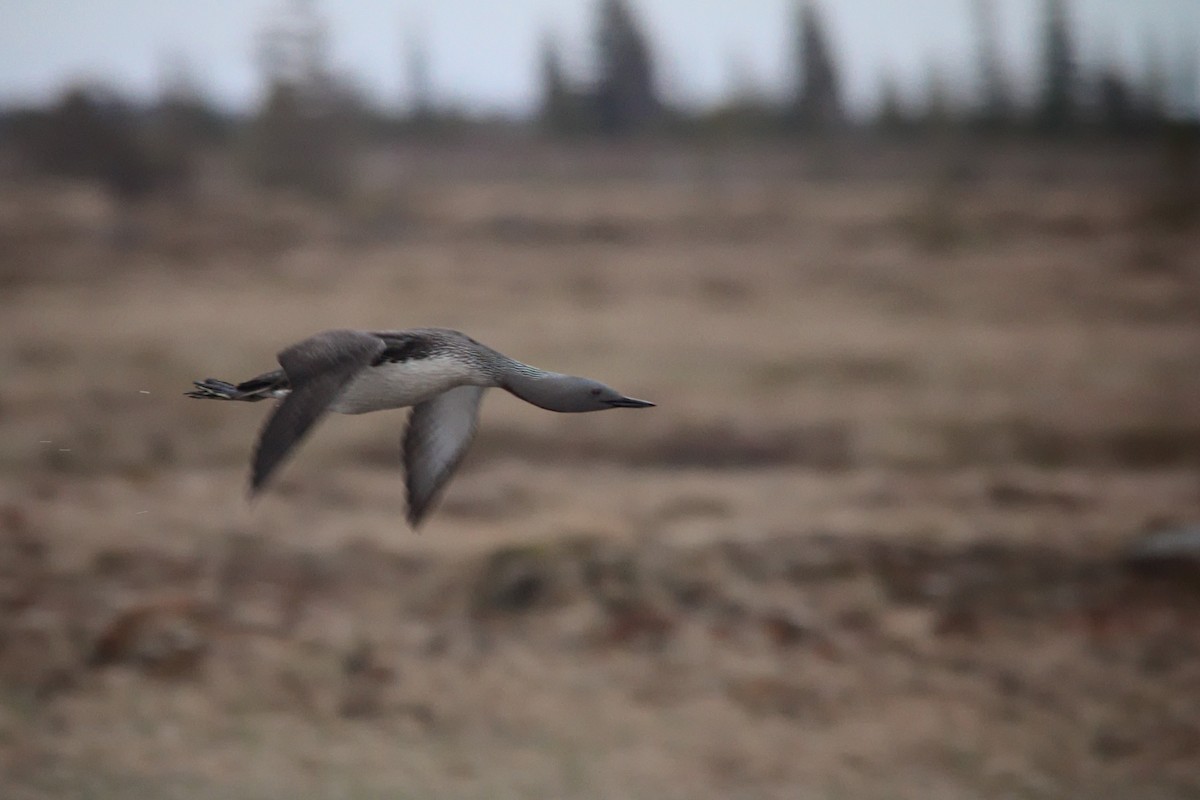 Red-throated Loon - ML30295641