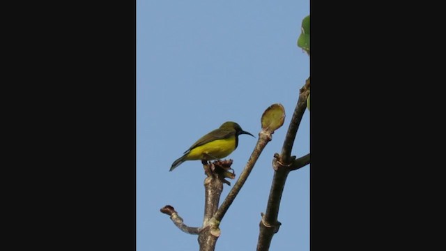 Ornate Sunbird - ML302957331