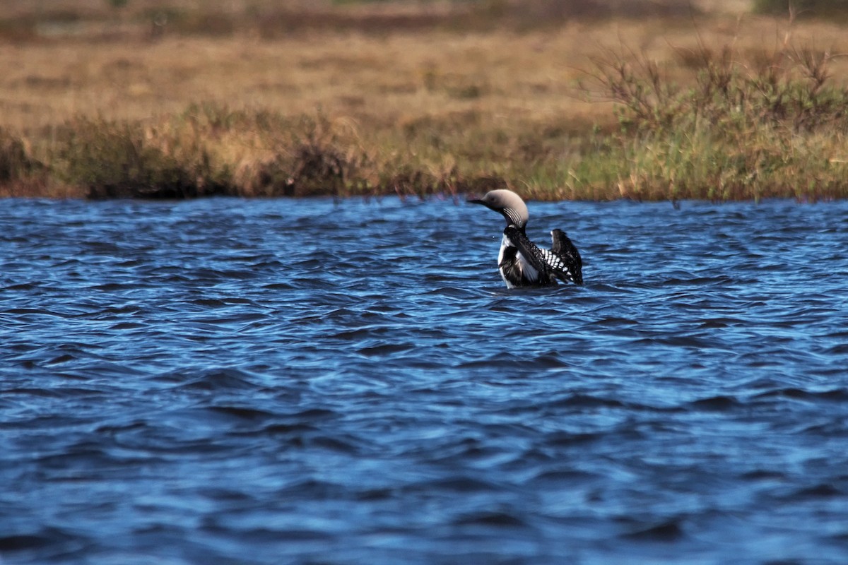 Pacific Loon - ML30295861