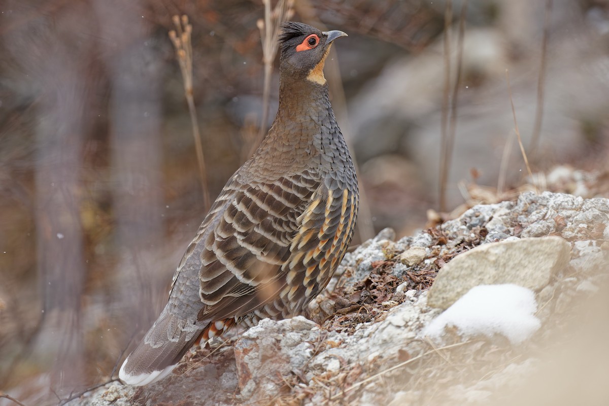 Buff-throated Monal-Partridge - ML302959371