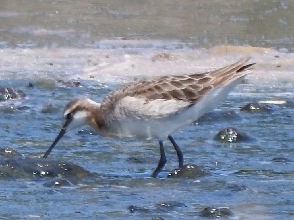 Wilson's Phalarope - Stephen Spector