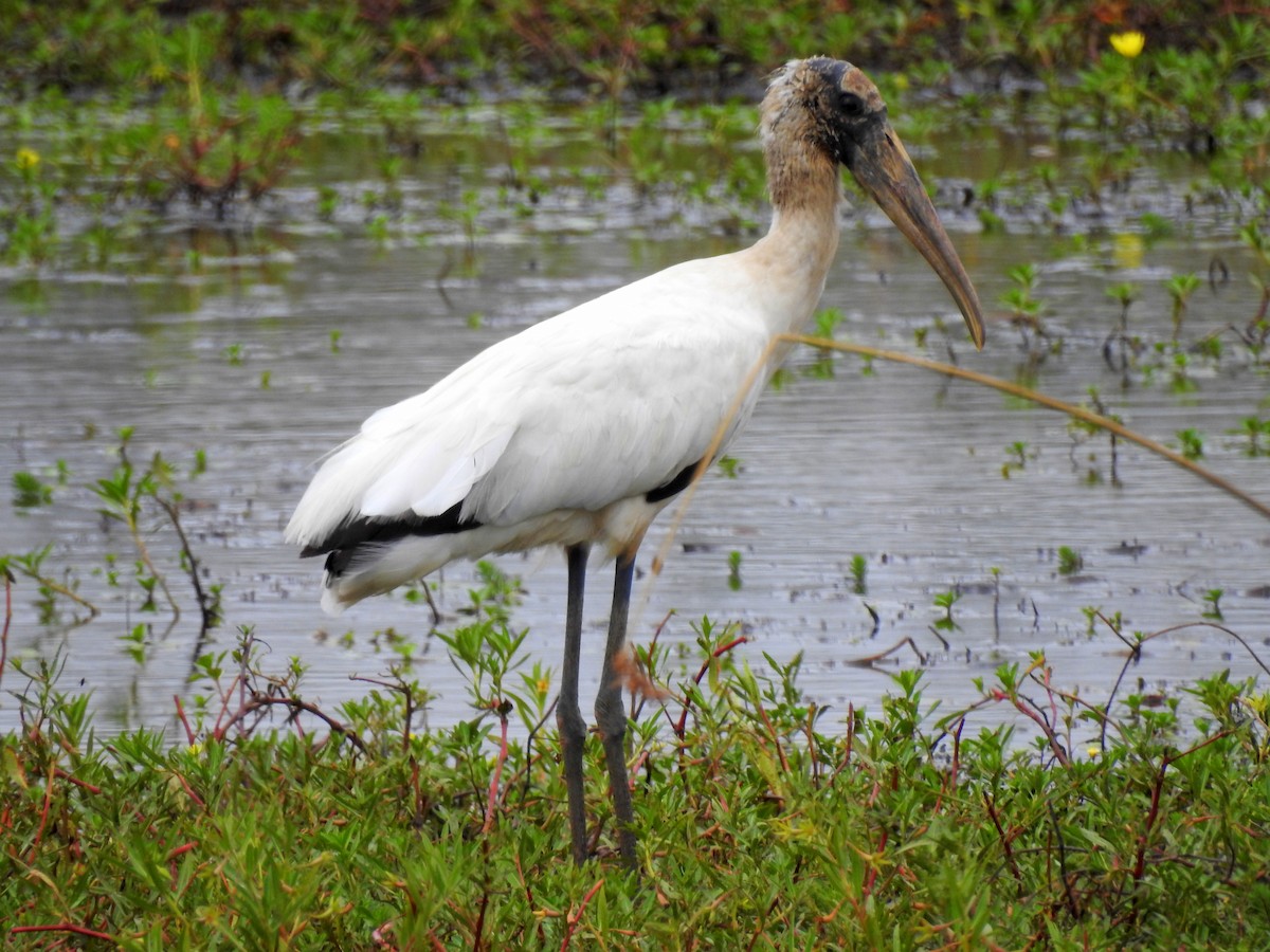 Wood Stork - ML302960521