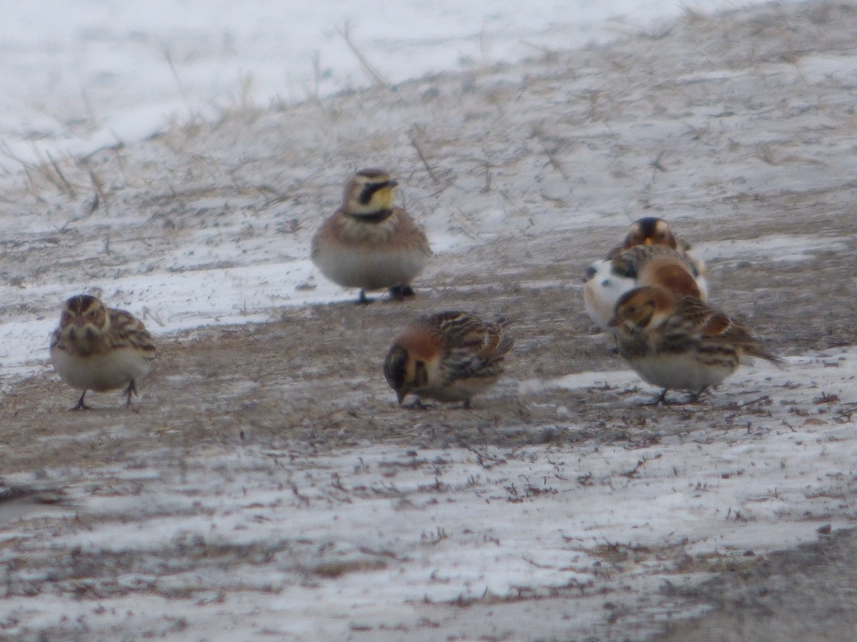 Lapland Longspur - ML302960631