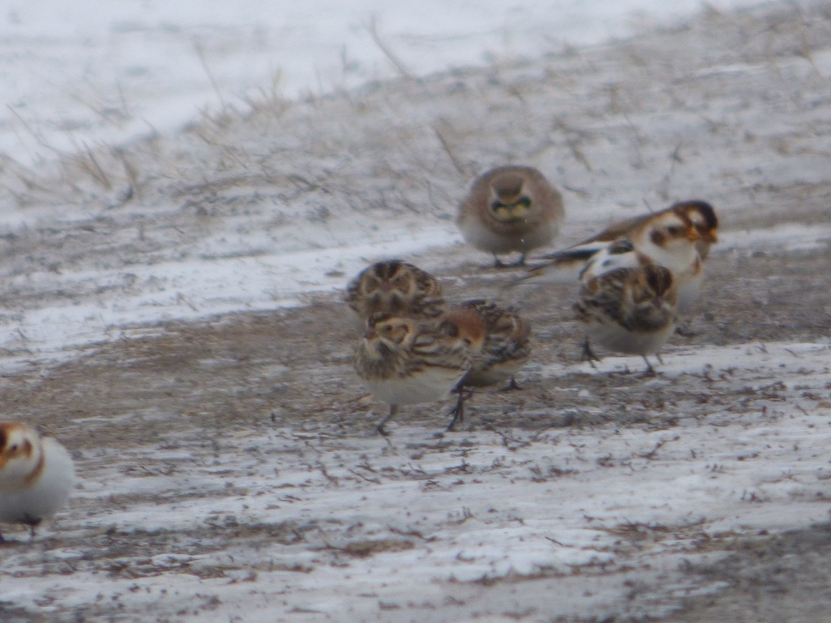 Lapland Longspur - Marieta Manolova