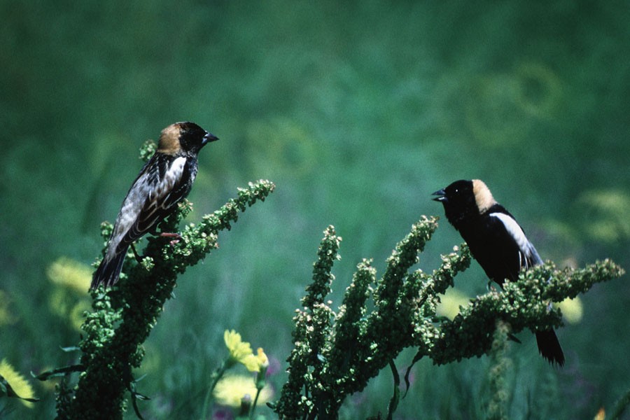 Bobolink - ML30296091