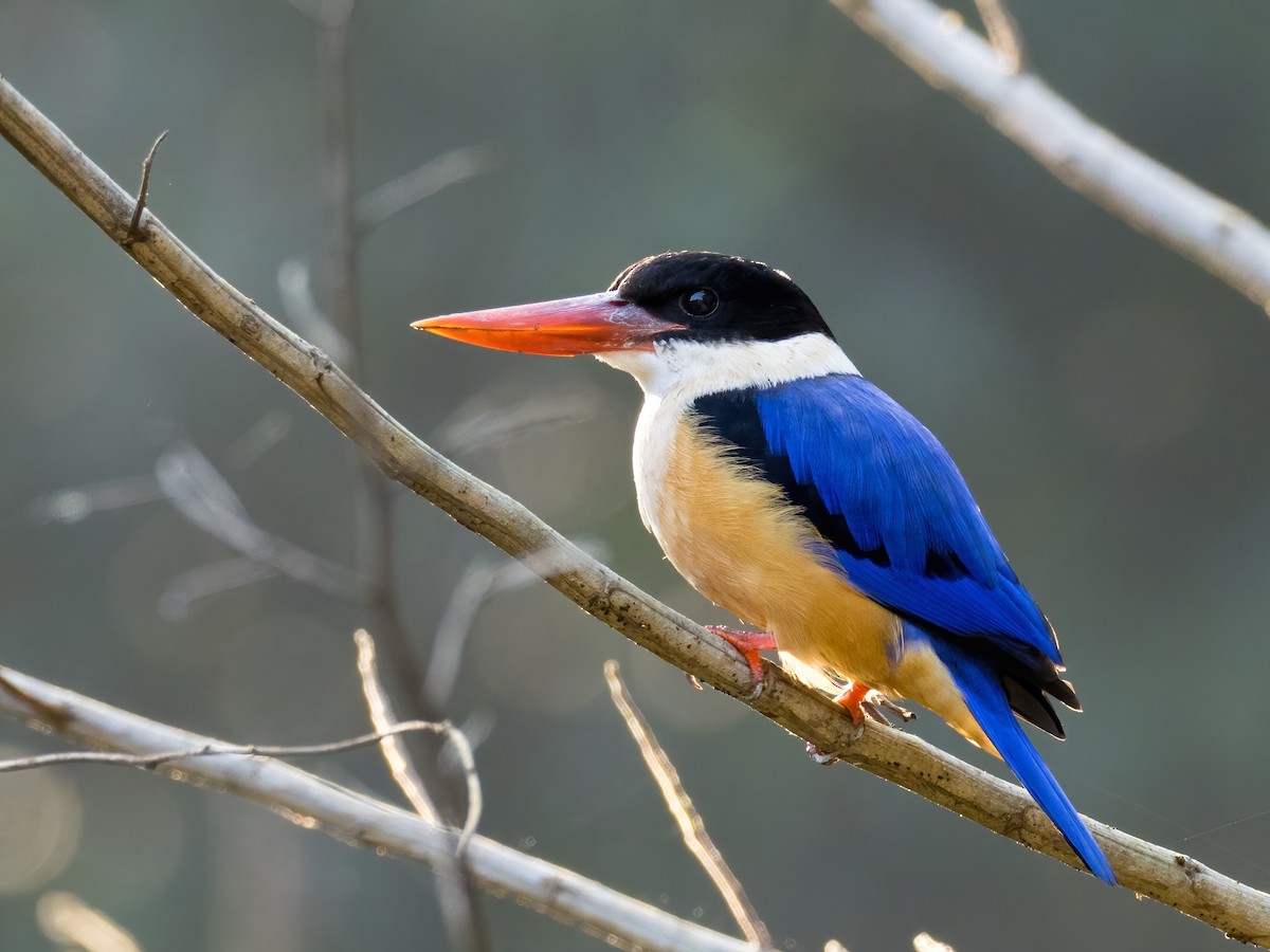 Black-capped Kingfisher - ML302961021