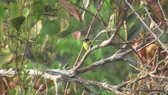 Painted Tody-Flycatcher - ML302961761