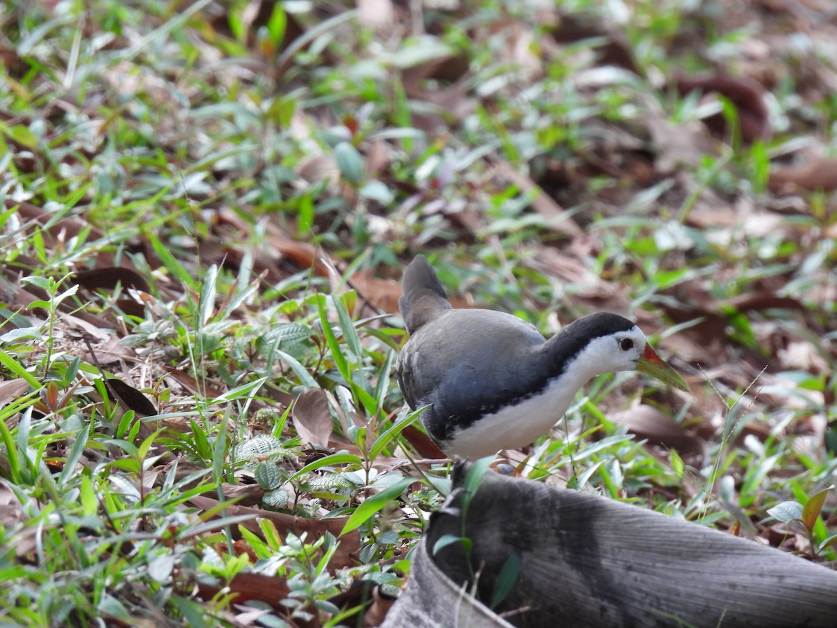 White-breasted Waterhen - Chris Patterson