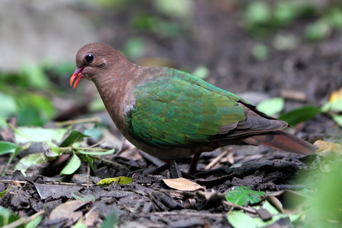 Pacific Emerald Dove - ML302963431