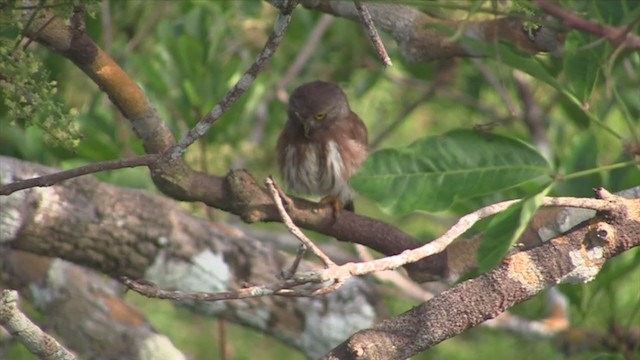 Amazonian Pygmy-Owl - ML302963701