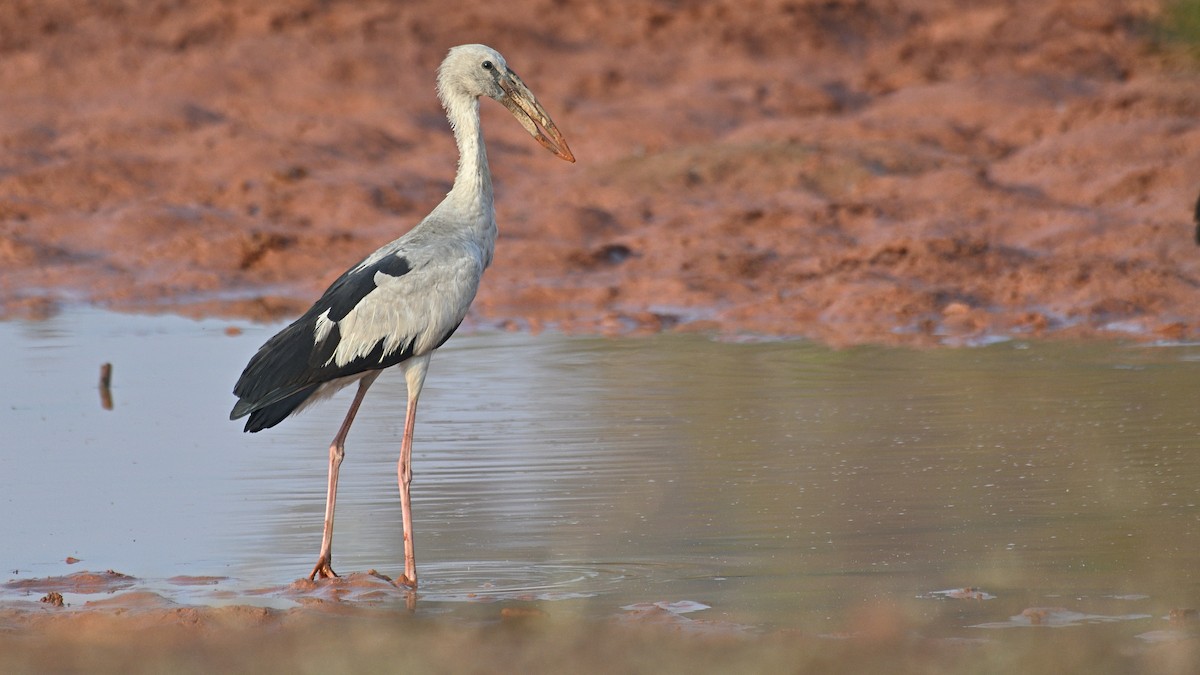 Asian Openbill - ML302964331