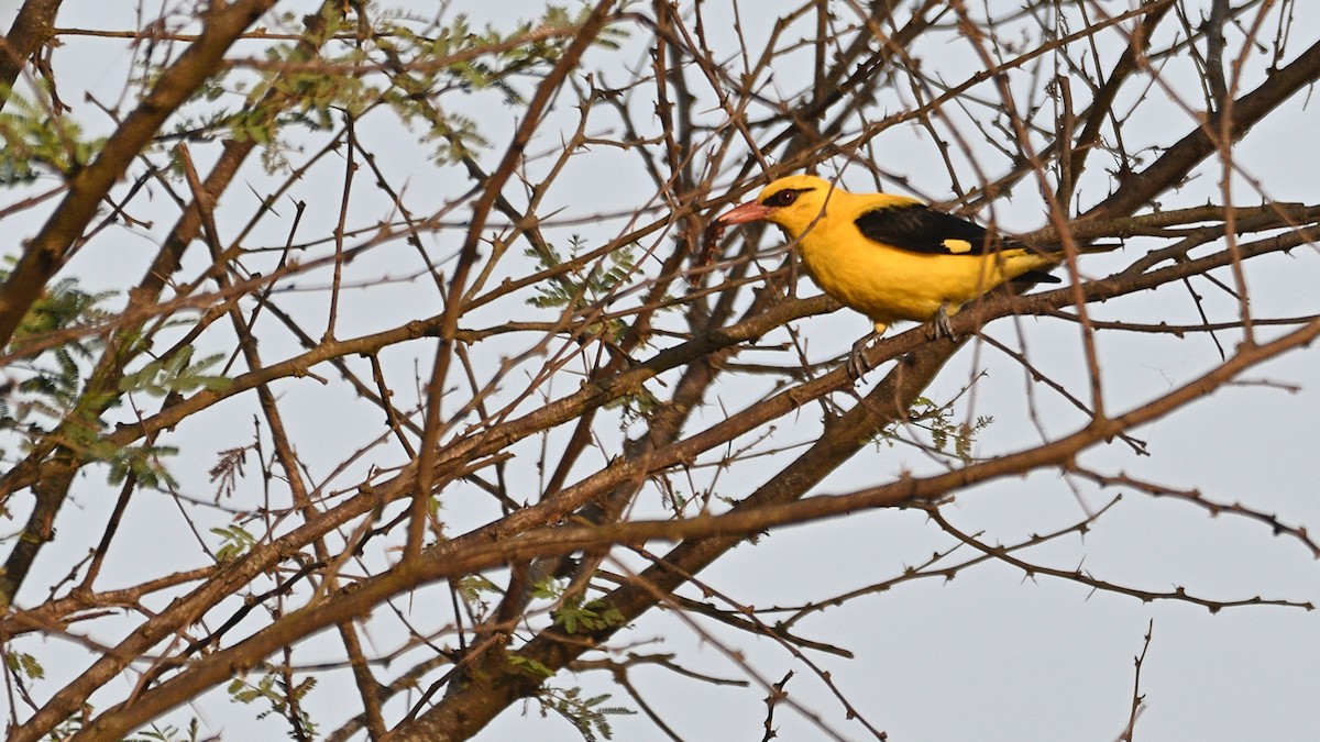 Indian Golden Oriole - ML302964421