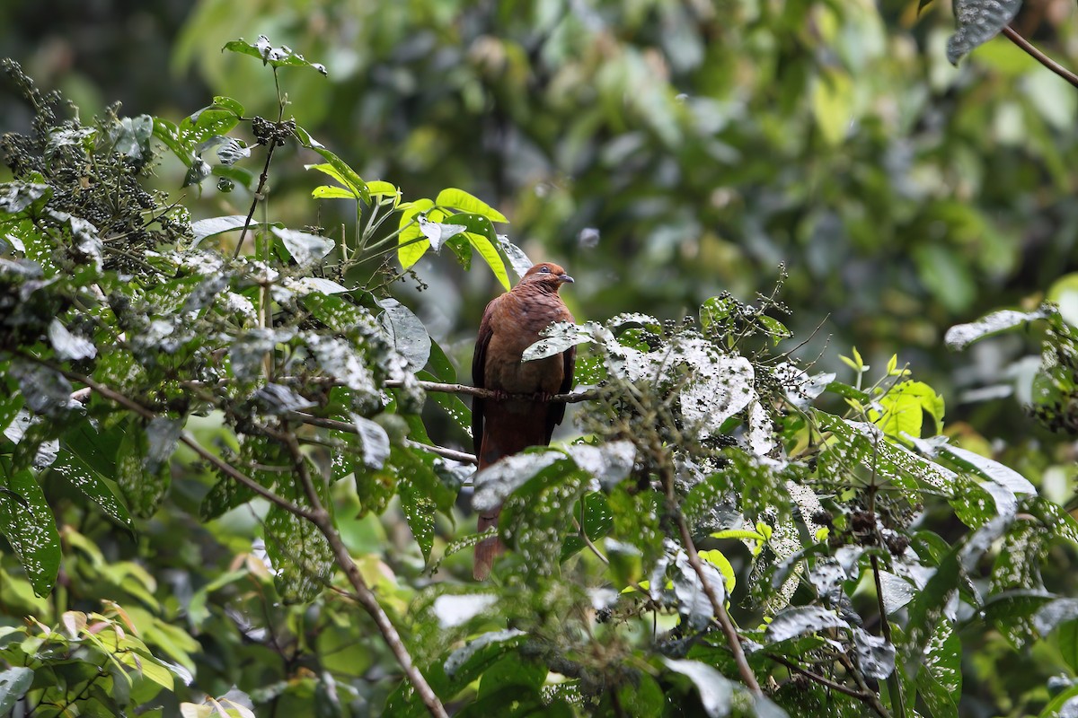 Brown Cuckoo-Dove - ML302964481