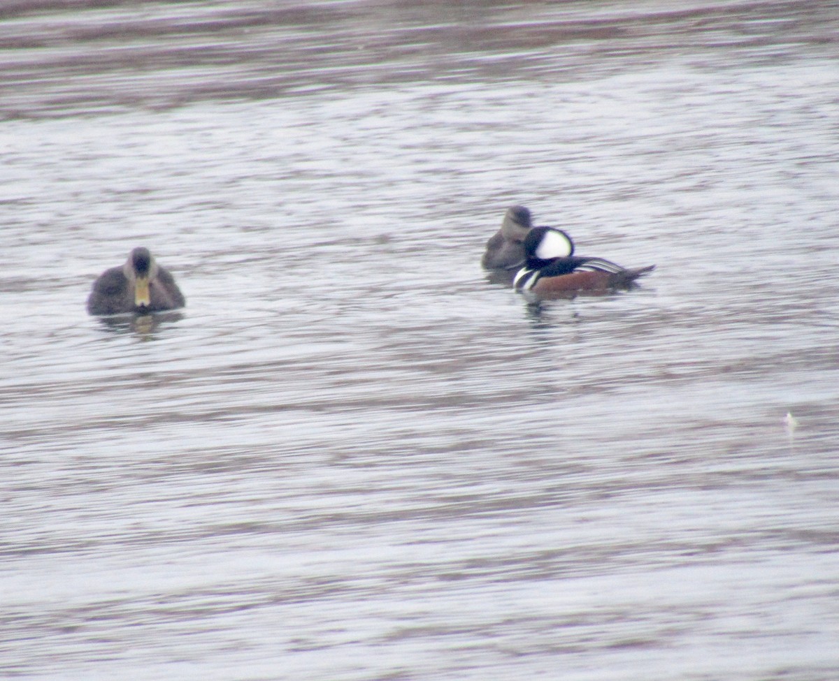 Hooded Merganser - ML302966061