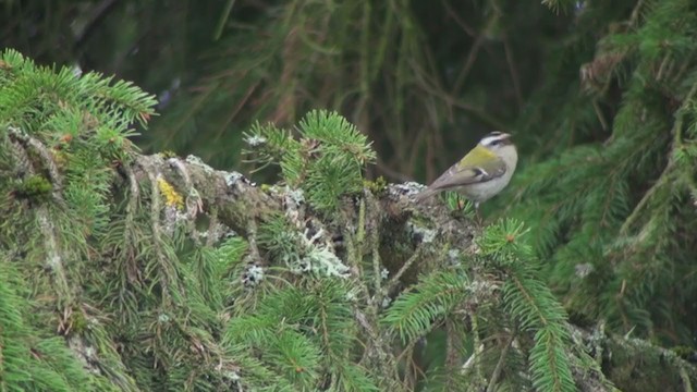 Common Firecrest - ML302966331