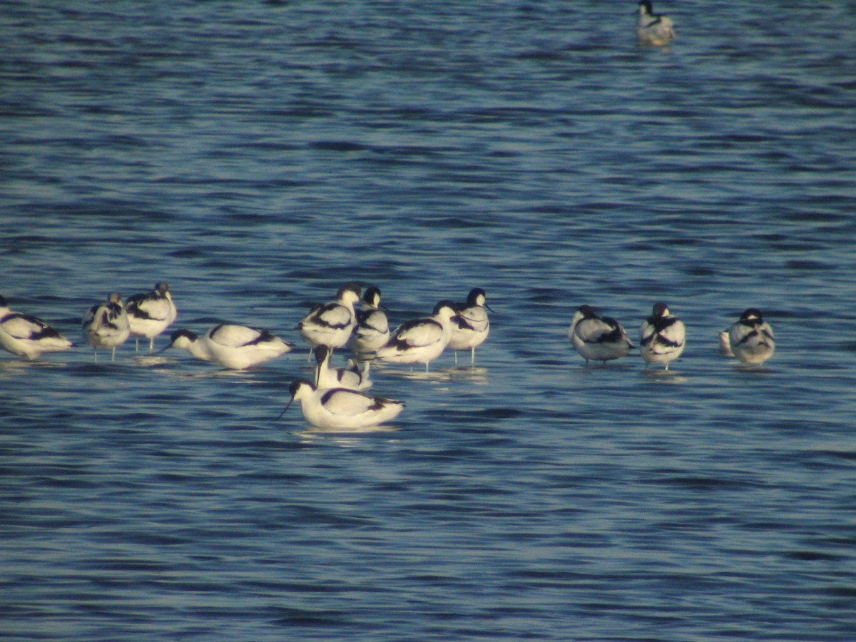 Pied Avocet - Alexandre Hespanhol Leitão