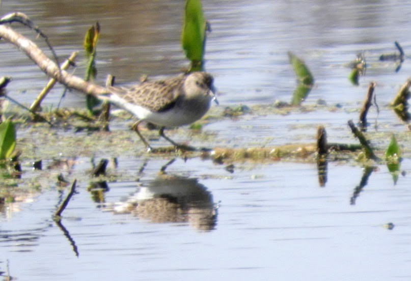 Least Sandpiper - patricia kuzma sell