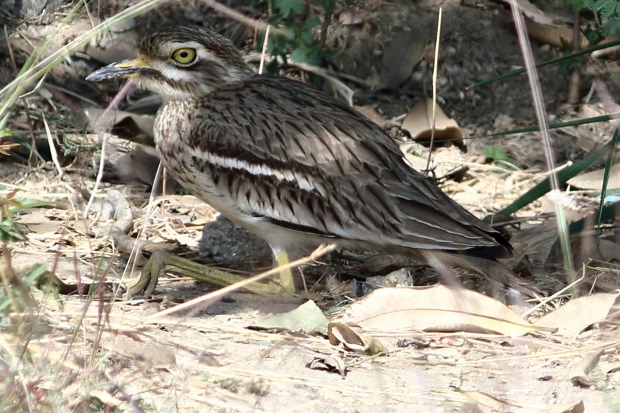 Indian Thick-knee - ML302969221