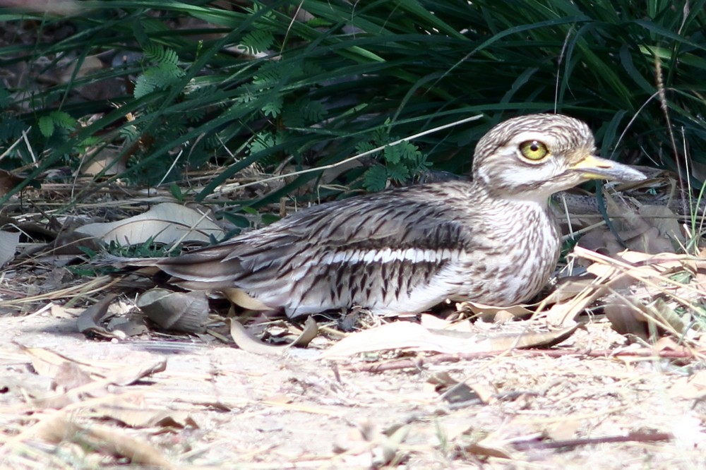 Indian Thick-knee - ML302969231
