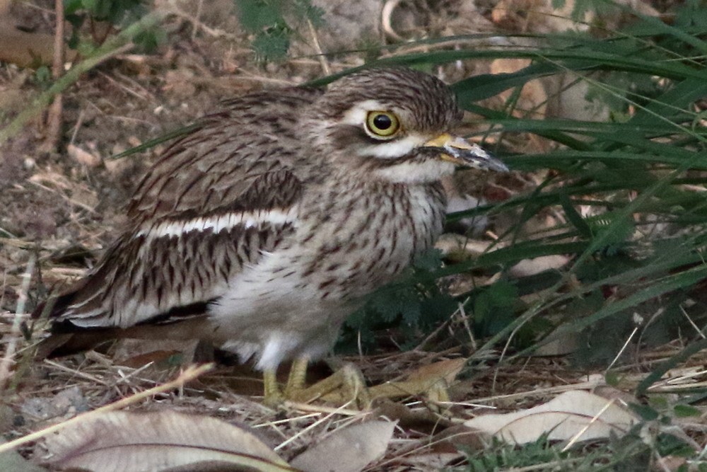 Indian Thick-knee - ML302969241