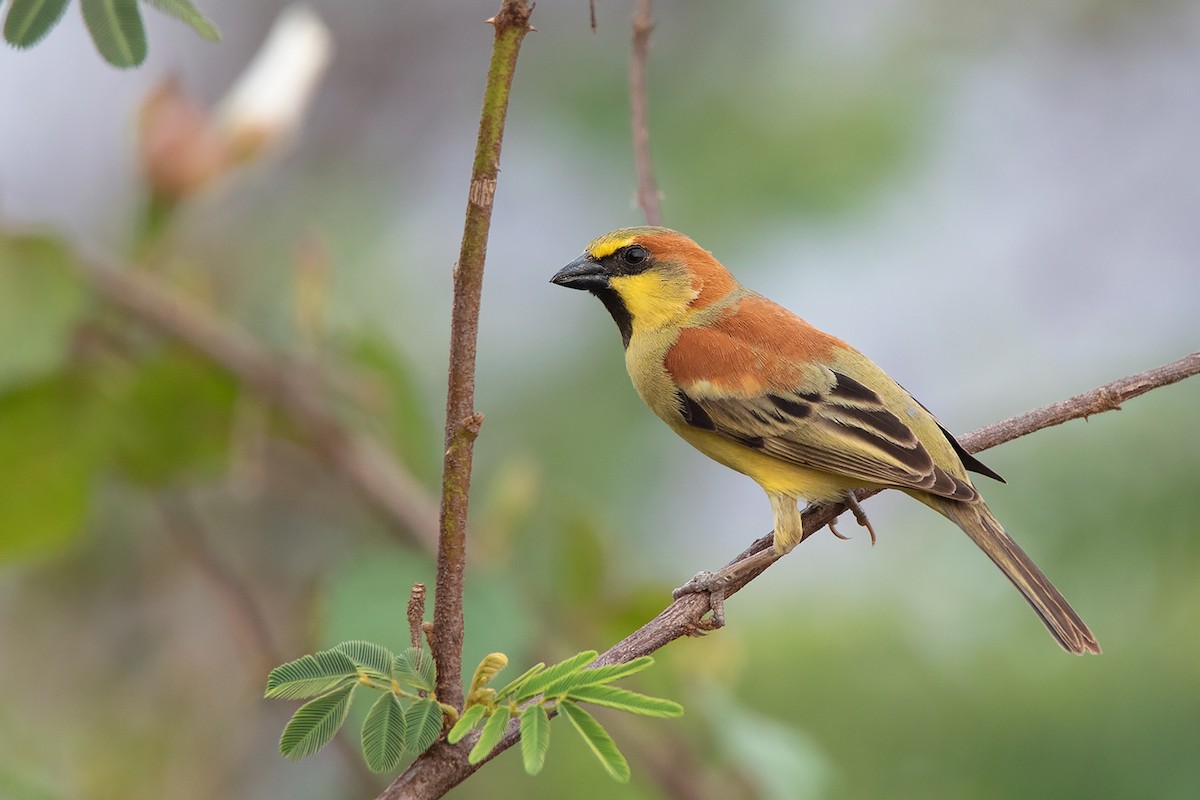 Plain-backed Sparrow - ML302971821