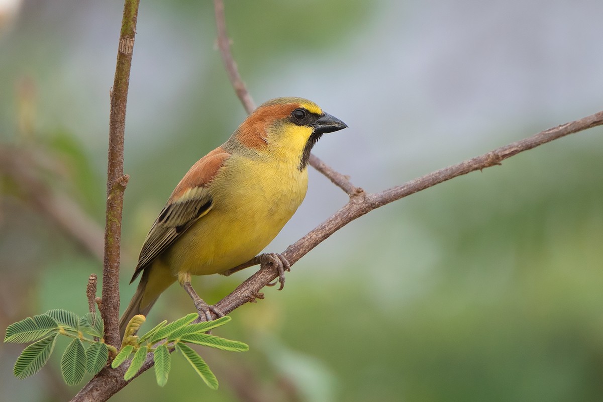 Plain-backed Sparrow - ML302971831