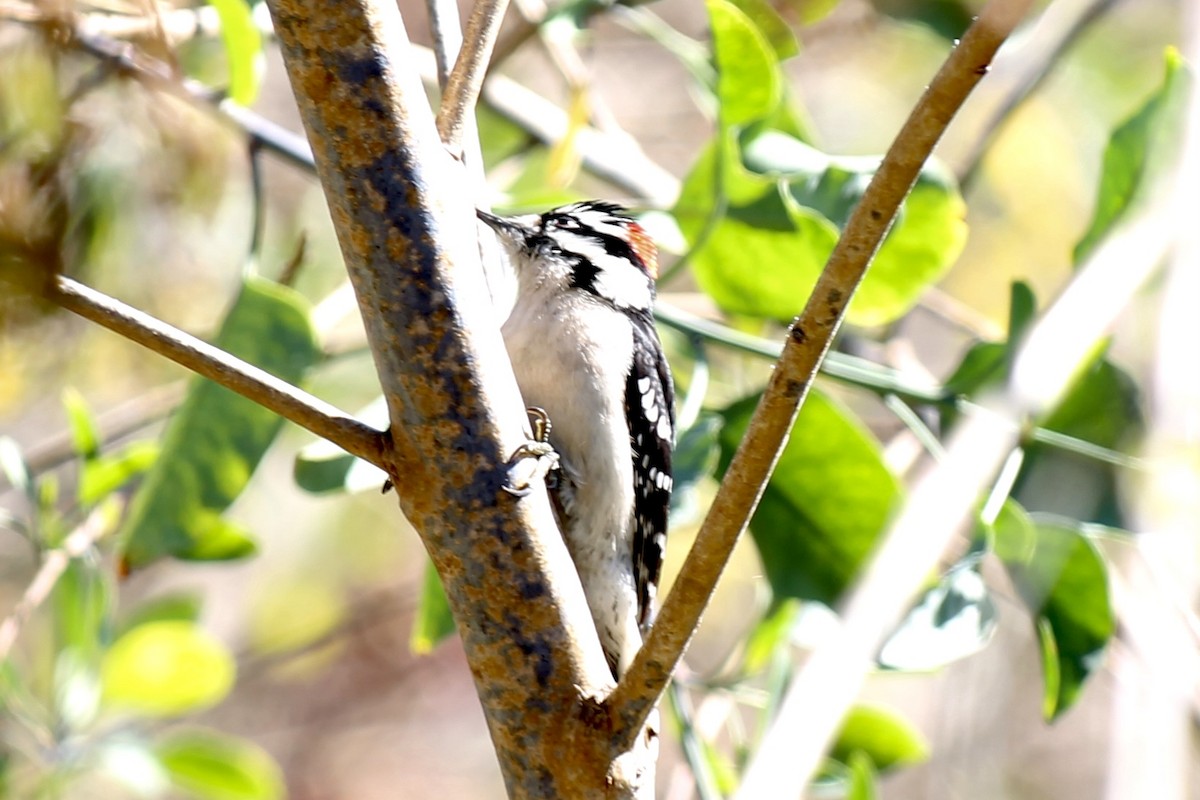 Downy Woodpecker - ML302972661