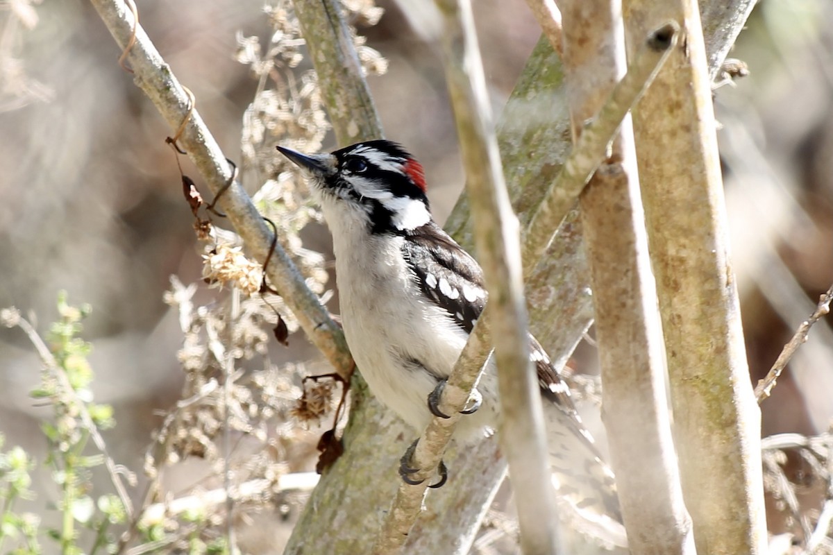 Downy Woodpecker - ML302972671