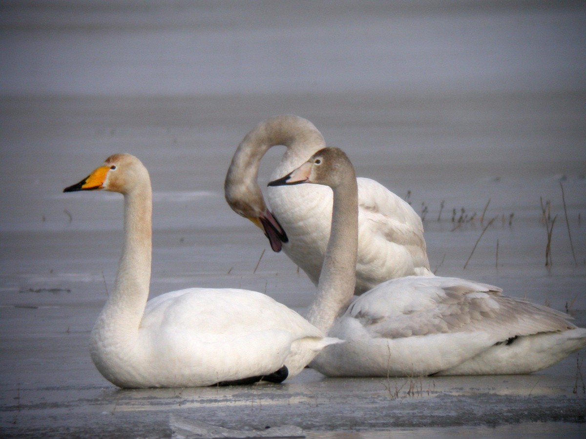 Whooper Swan - 独行虾 Bird.soong