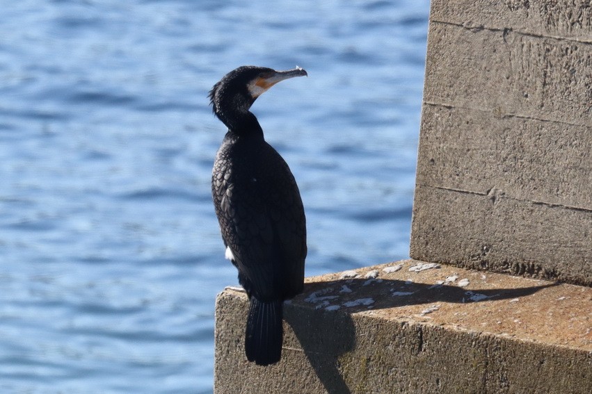 Great Cormorant - ML302973021