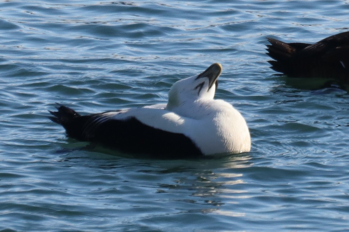 Common Eider (Dresser's) - ML302973081